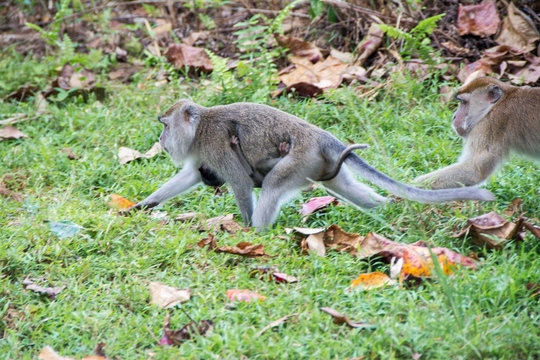 Macaco hembra con cria en parque nacional Bako (Borneo)