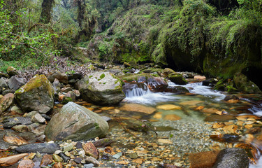 A small cascade on the stream in the murmorable moss and fern in the stonye, in the mystical forest...