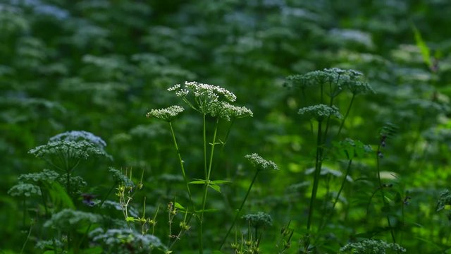 Cow Parsley, Anthriscus sylvestris during evening in Sweden