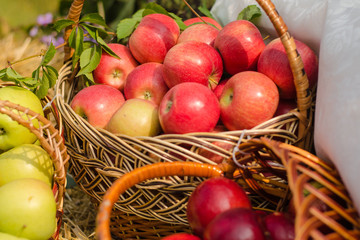 Organic apples in the basket.