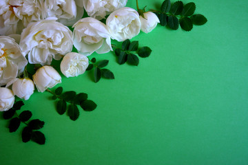 gentle elegant composition.white roses in mint(green) background.