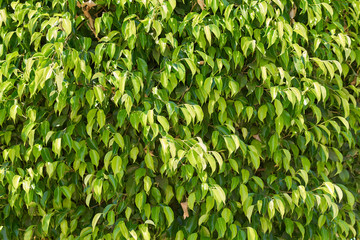 Green plant foliage as a background. Abstract texture
