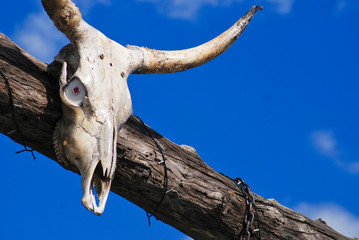The Skull of a Bull