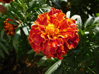 Single flower marigold, with wet rainwater petals macro