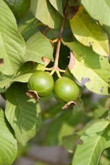 green guava in fruit garden