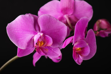 Flower arrangement of orchids.