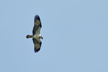 The osprey or more specifically the western osprey (Pandion haliaetus) — also called sea hawk, river hawk, and fish hawk, Crete