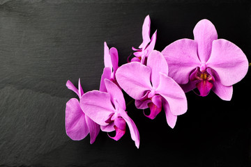 Flower arrangement of orchids.