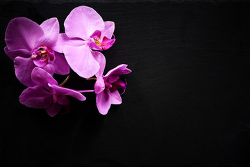 Fototapeta na wymiar Flower arrangement of orchids.