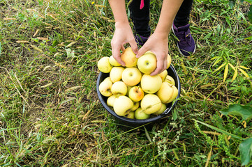 Freshly picked yellow apples in a plastic bucket. A woman puts ripe apples in a bucket.