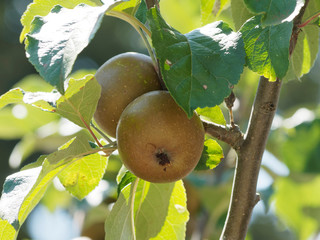 Malus domestica | Zweige der Apfelbaum mit frucht garniert bereit fur Ernte