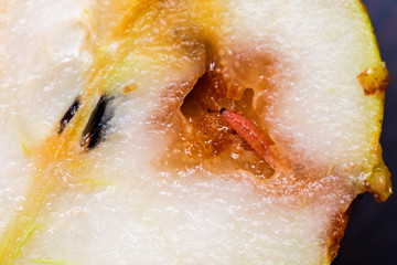 Caterpillar eating a pear. Worm (maggot larva) eating pear. Half of a wormy pear