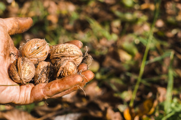Worker's hands picking nuts, colored by the peel