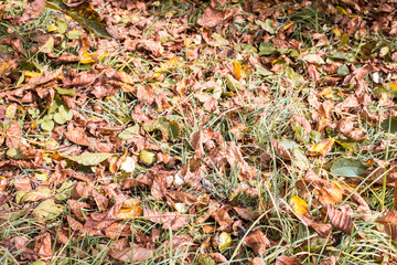 fallen walnuts in the grass