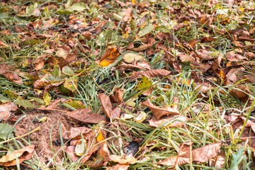 fallen walnuts in the grass