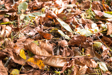 fallen walnuts in the grass