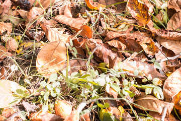 fallen walnuts in the grass