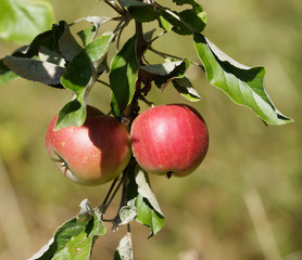 Malus domestica | Rote Äpfel der an einem Zweig hängt