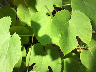 Beautiful light green grapevine leaves in sunshine.
