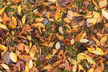 Autumn textures with yellow and red leaves on trees and on the ground, in a beautiful park with a table and beautiful scenery