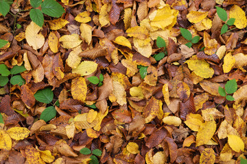 Autumn textures with yellow and red leaves on trees and on the ground, in a beautiful park with a table and beautiful scenery