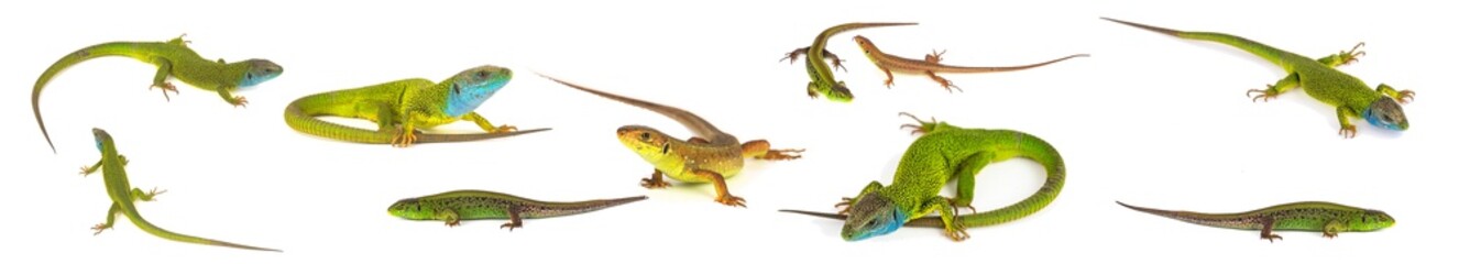 Naklejka premium Green lizard set collection isolated on white background