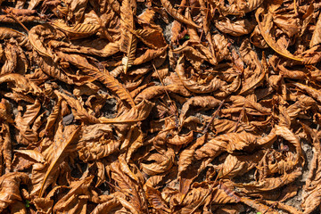 Fallen Autumn Leaves Background