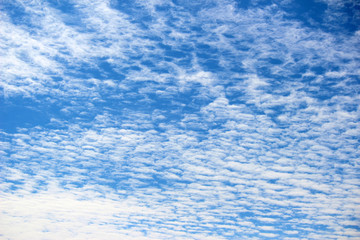 Fototapeta premium うろこ雲