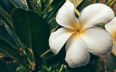 flower in water