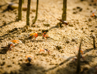 Uca vocans, Fiddler Crab walking in mangrove forest at Phuket beach, Thailand
