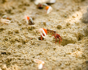 Uca vocans, Fiddler Crab walking in mangrove forest at Phuket beach, Thailand