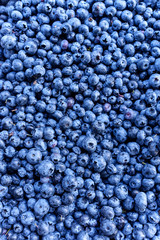 Ripe and juicy fresh picked blueberries closeup