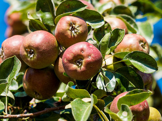 Malus domestica | Äpfel, Apfelbäume und Kulturapfel
