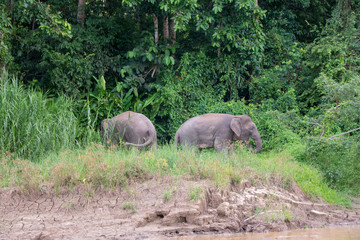 Naklejka na ściany i meble Elefantes en el rio kinabatangan