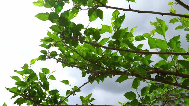 Raw mulberry fruit in the branches of the tree. Durable species in Thailand.