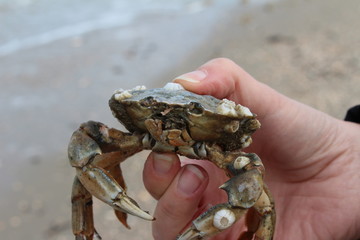 Die Krabbe in der Hand