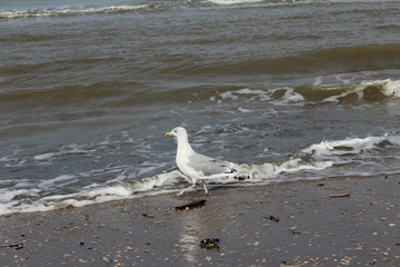 die Möwe im Meer