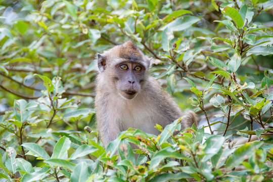 Macaco en Borneo