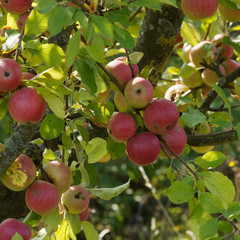 Malus domestica | Zweige der Apfelbaum mit frucht garniert bereit fur Ernte