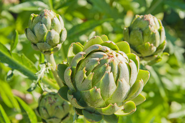 Obraz premium Artischocke