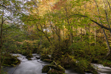 青森県奥入瀬渓流の秋の景色