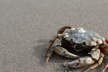 tote Krabbe am Strand