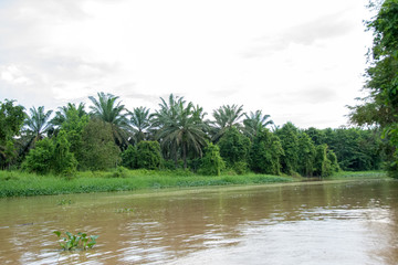 plantación de palma aceitera en Borneo © myriamnavas