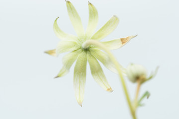 Back of Actinotus helianthi Flannel flower shot on white background in studio