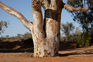 old tree