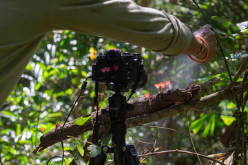 camera for taking picture of Red Cup Mushrooms growing on timber in the rain forest in Thailand  © chongsiri