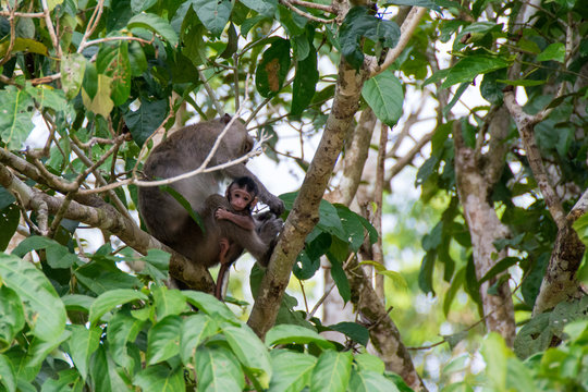 macaco bebé con su madre