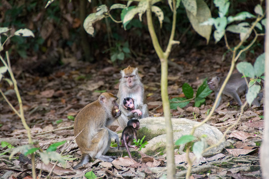 Dos macacos hembras con cria