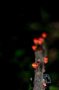 Fungi cup red Mushroom Champagne Cup orpink burn cup,(Pyronemataceae),Found in the rain forests of central Thailand,Mushrooms fungi cup ( Cookeina sulcipes ) on decay wood, in the rain forest,