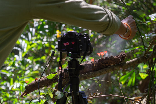 camera for taking picture of Red Cup Mushrooms growing on timber in the rain forest in Thailand 